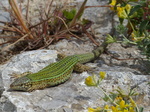 FZ028024 Lizard on rock.jpg